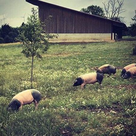 Schweine auf Wiese